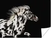 MuchoWow® Poster Pferd - Dots - Schwarz 160x120 cm - Foto Produktbild-Vorschau 1