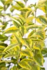 Ligustrum ovalifolium 'Aureum', Goldliguster, ca. 9x9 cm Produktbild-Vorschau 3
