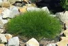 Stauden Gänge 10 x Festuca gautieri 'Pic Carlit' - Produktbild-Vorschau 5