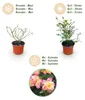 Green boutiQ - Gartenrose - Rosa Tricolor Fairy - Rose - Produktbild-Vorschau 6