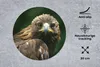 MuchoWow® Mauspad Mousepad Adler - Braun - Raubvogel 30x30 Produktbild-Vorschau 2