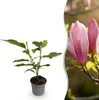 GreenboutiQ - Gartenpflanze - Magnolia Ricki - Blüte Rot - Produktbild-Vorschau 1