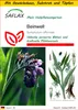 SAFLAX Anzucht Set - Beinwell - Symphytum officinale - 15 Produktbild-Vorschau 1