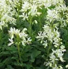 6 x  Dictamnus alb. 'Albiflorus' - Brennender Busch - Topf Produktbild-Vorschau 3
