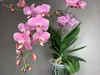 A close-up of a potted orchid plant with pink flowers and green leaves. Produktbild-Vorschau
