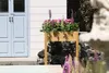 A wooden raised garden bed filled with pink and purple flowers, placed in front of a white wall with blue doors. Anteprima dell’immagine prodotto