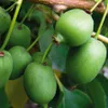 Mini-Kiwi Kokuwa Kletterpflanze, selbstfruchtend, Reifezeit Produktbild-Vorschau 1