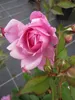 Englische Rose Boscobel® - Rosa Boscobel® - Austin Rose Produktbild-Vorschau 2