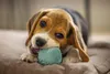 Beeztees Puppy Dental - Hundespielzeug - Gummi - grun - 5 Produktbild-Vorschau 4