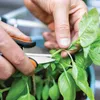 FISKARS 1063326 nůžky na byliny SOLID kalené nerez čepele Náhled obrázku produktu 10