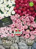 SPERLI Gänseblümchensamen Prachtmischung 70 Pflanzen Produktbild-Vorschau 3