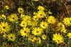 Helianthus atrorubens, Sonnenblume, gelb, ca. 11x11 cm Topf Produktbild-Vorschau 2