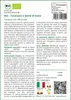 SAFLAX  -- Tarassaco o dente di leone - 400 semi - Con Anteprima dell’immagine prodotto 3