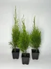 10 Stück, 40-50cm, Topf 9cm, Lebensbaum Thuja occidentalis Produktbild-Vorschau 1