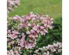 A close-up view of a flowering shrub with pink blossoms. Náhled obrázku produktu