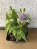6 x Tricyrtis hirta - Lys des crapauds - pot 9x9 cm Voir les images du produit 2