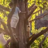 Relaxdays Nistkasten für Kohlmeise & Gartenrotschwanz, mit Produktbild-Vorschau 3
