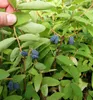 Honigbeere ´BLUE VELVET®´ 20-30 cm, cont. 2,5 l Produktbild-Vorschau 2
