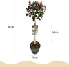 Photinia fraseri Little Red Robin - Planta de terraza - Vista previa de la imagen del producto 3
