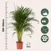 Areka - Dypsis lutescens - Wysokość 100-120cm - ⌀21cm Podgląd zdjęcia produktu 2