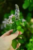 VITARAGNA® Eden Care Pfefferminzöl Kapseln 60, besonders Produktbild-Vorschau 8