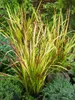 Imperata cylindrica 'Red Baron', Japanisches Blutgras, ca. Produktbild-Vorschau 12