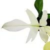 Philodendron Florida Ghost (Nazywany również Podgląd zdjęcia produktu 2