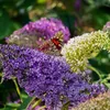 Green boutiQ - Vlinderstruik - Buddleja davidii Tricolour - Voir les images du produit 4