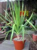 Albero del sangue di drago (Dracaena draco) - 5 semi Anteprima dell’immagine prodotto 5