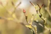 Cornus kousa 'Wieting's Select', Japanischer Produktbild-Vorschau 9