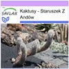 SAFLAX - Staruszek Z Andów - 40 Nasiona - Oreocereus Podgląd zdjęcia produktu 10