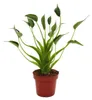 Alocasia "Tiny Dancer" - Pfeilblatt - Tropenwurz - RARITÄT Produktbild-Vorschau 1