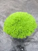 Scleranthus uniflorus - Neuseeländer Knäuel Produktbild-Vorschau 1