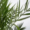 Kanarische Dattelpalme - 2 Stk - Phoenix canariensis - Höhe Produktbild-Vorschau 3