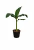 Musa Basjoo winterharte Banane 100-140 cm  winterfest  Produktbild-Vorschau 4