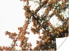 MuchoWow® Poster Blumen - Äste - Natur 160x120 cm - Foto Produktbild-Vorschau 1