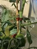 Pflanzenclips für Tomaten Paprika Gurken Rankhilfe ⌀ 22 mm Produktbild-Vorschau 2