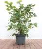 Haselnuss 40-60 cm, im Topf - Corylus avellana Produktbild-Vorschau 1