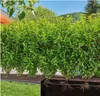 Gardena 13500-20, 25 m, Schwarz, Grün Produktbild-Vorschau 15