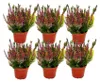 Calluna vulgaris Set mit 6 Pflanzen Besenheide Heidepflanze Produktbild-Vorschau 3