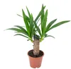 Palmlilie 1-stämmig - pflegeleichte Zimmerpflanze, Yucca Produktbild-Vorschau 7