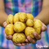 Saatkartoffeln Frieslander A 28/35 (5 kg) - Organifer Produktbild-Vorschau 4