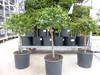 Kaviarlimette 65 - 75 cm | grüner Kaviar | Zitrusbaum | Produktbild-Vorschau 6