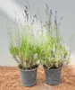 Lavandula angustifolia, lawenda, pachnąca, doniczka ok. 9x9 Podgląd zdjęcia produktu 1