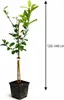 Citrus limon Verna 120–140 cm – citroník pravý – Náhled obrázku produktu 5