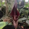 Aronstab (Amorphophallus costatus) - 1 gekeimter Samen Produktbild-Vorschau 1