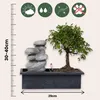 Bonsaibaume - Bonsai - Höhe 25-35cm - ⌀29cm Produktbild-Vorschau 2