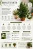 Myrtus communis (struik), circa 80 cm – Echte bruidsmirte, Productafbeelding-voorbeeld 2
