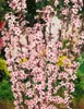 Prunus spinosa, Schlehdorn, 60–100 cm, dornig, heimisch Produktbild-Vorschau 7
