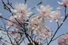 Magnolia stellata 'Rosea', Sternmagnolie, rosa Blüten, Produktbild-Vorschau 9